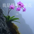 梦姐 - 我是悬崖上的花